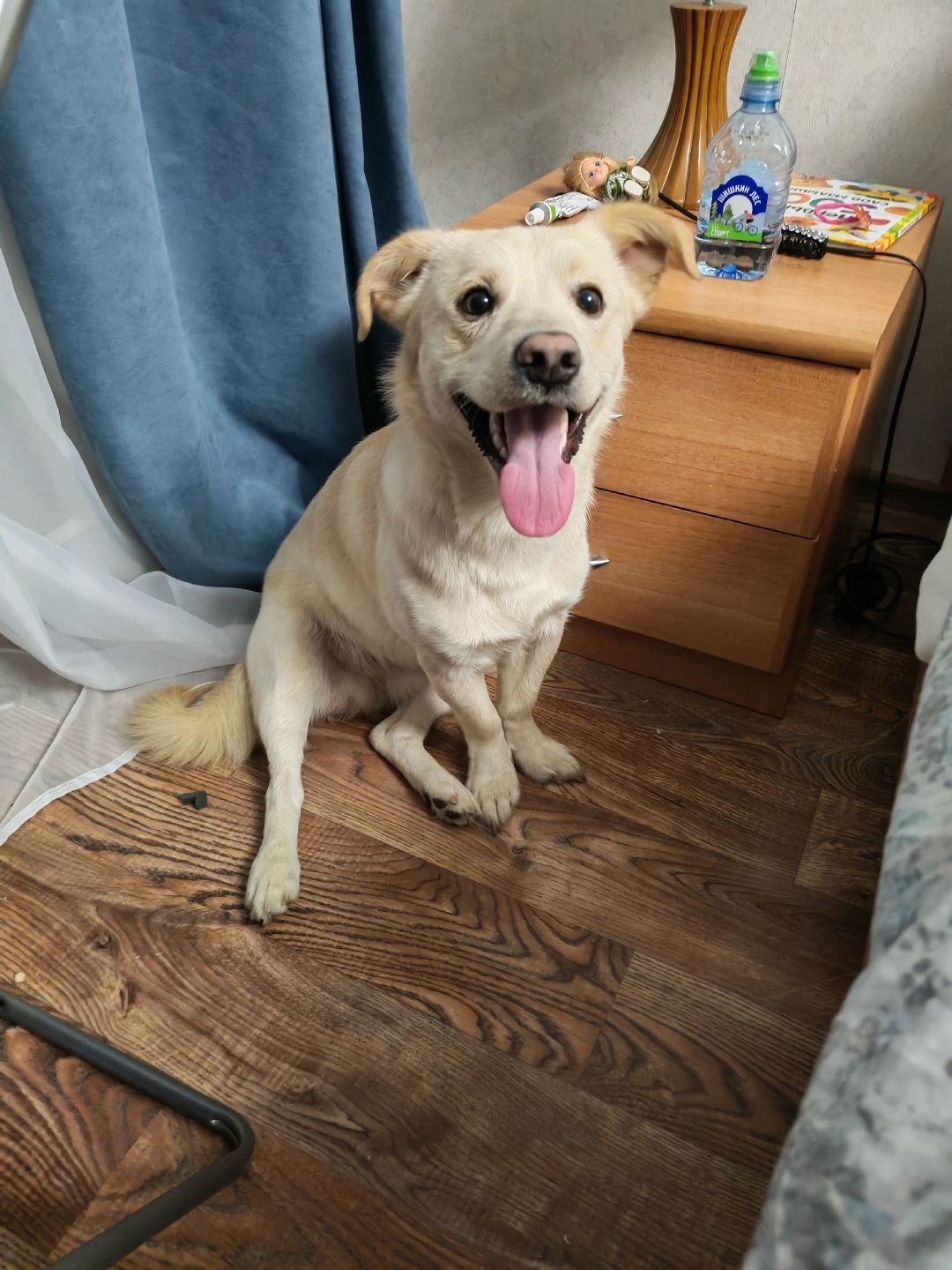 Найдена собака в Мурманске — фото объявления