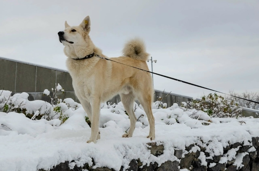 Пропала собака в Мурманске — фото объявления