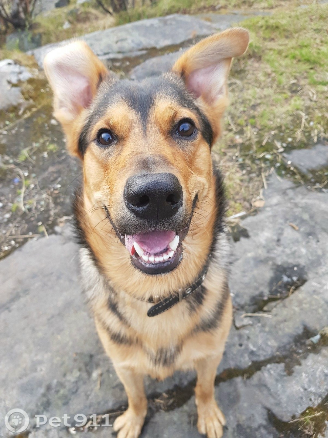 Пропала собака в Мурманске — фото объявления
