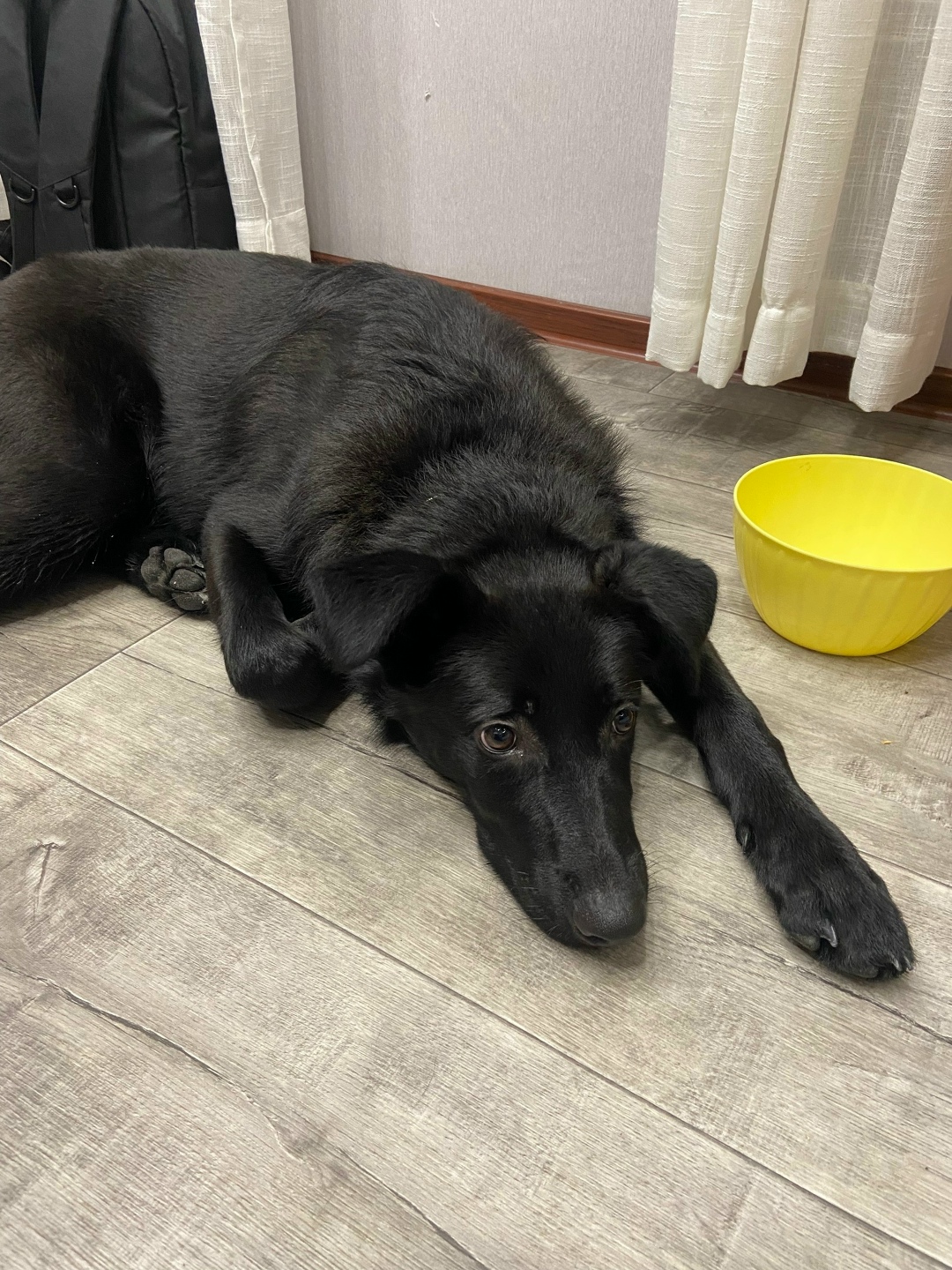 Найдена собака в Мурманске — фото объявления