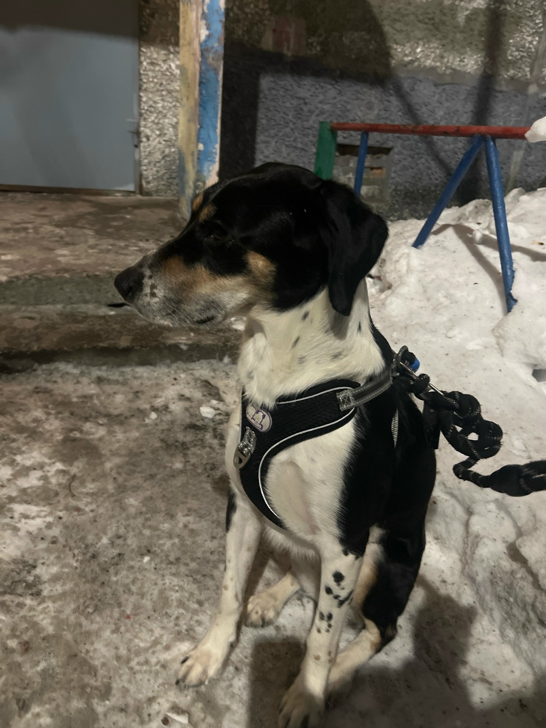 Найдена собака в Мурманске — фото объявления