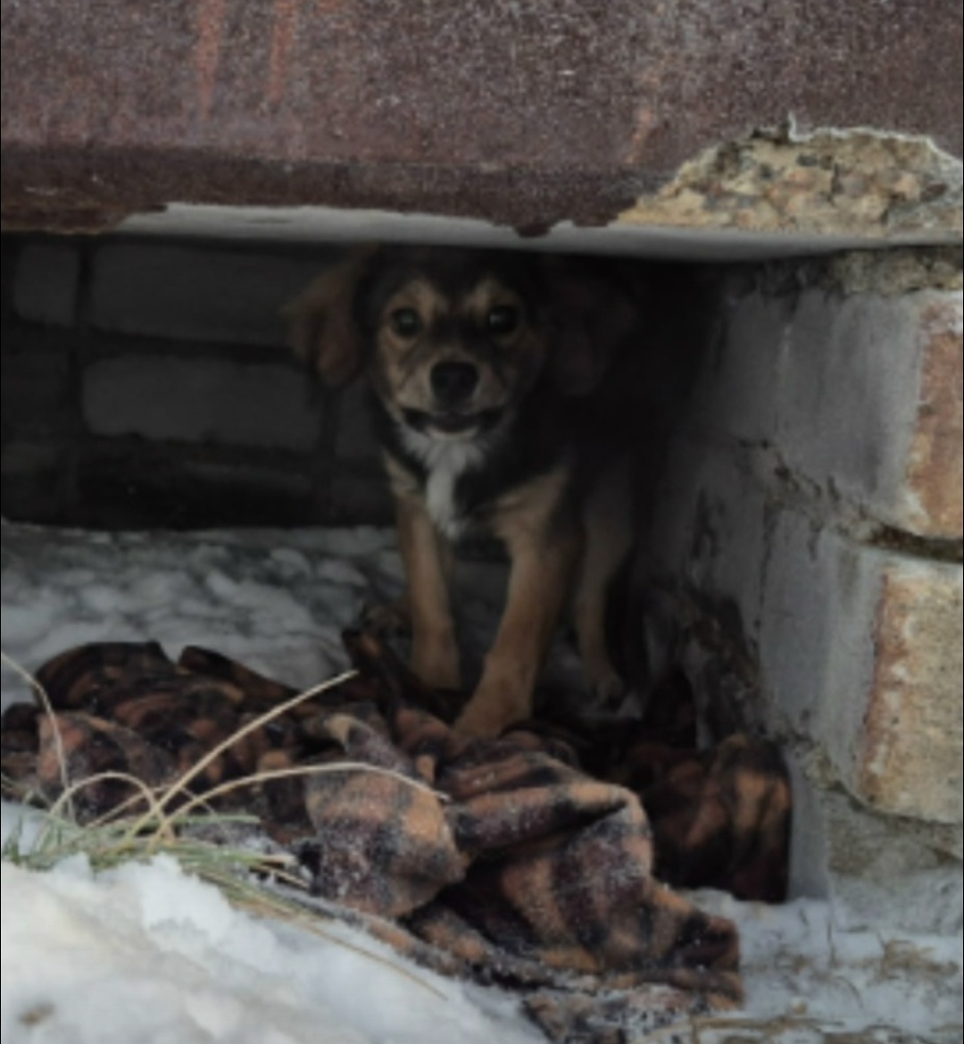 Пропала собака в Мурманске — фото объявления