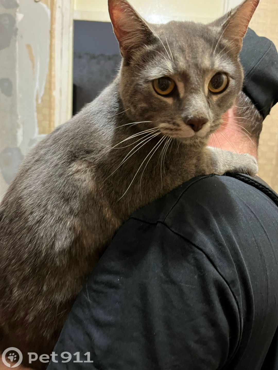 Найдена кошка в Мурманске — фото объявления