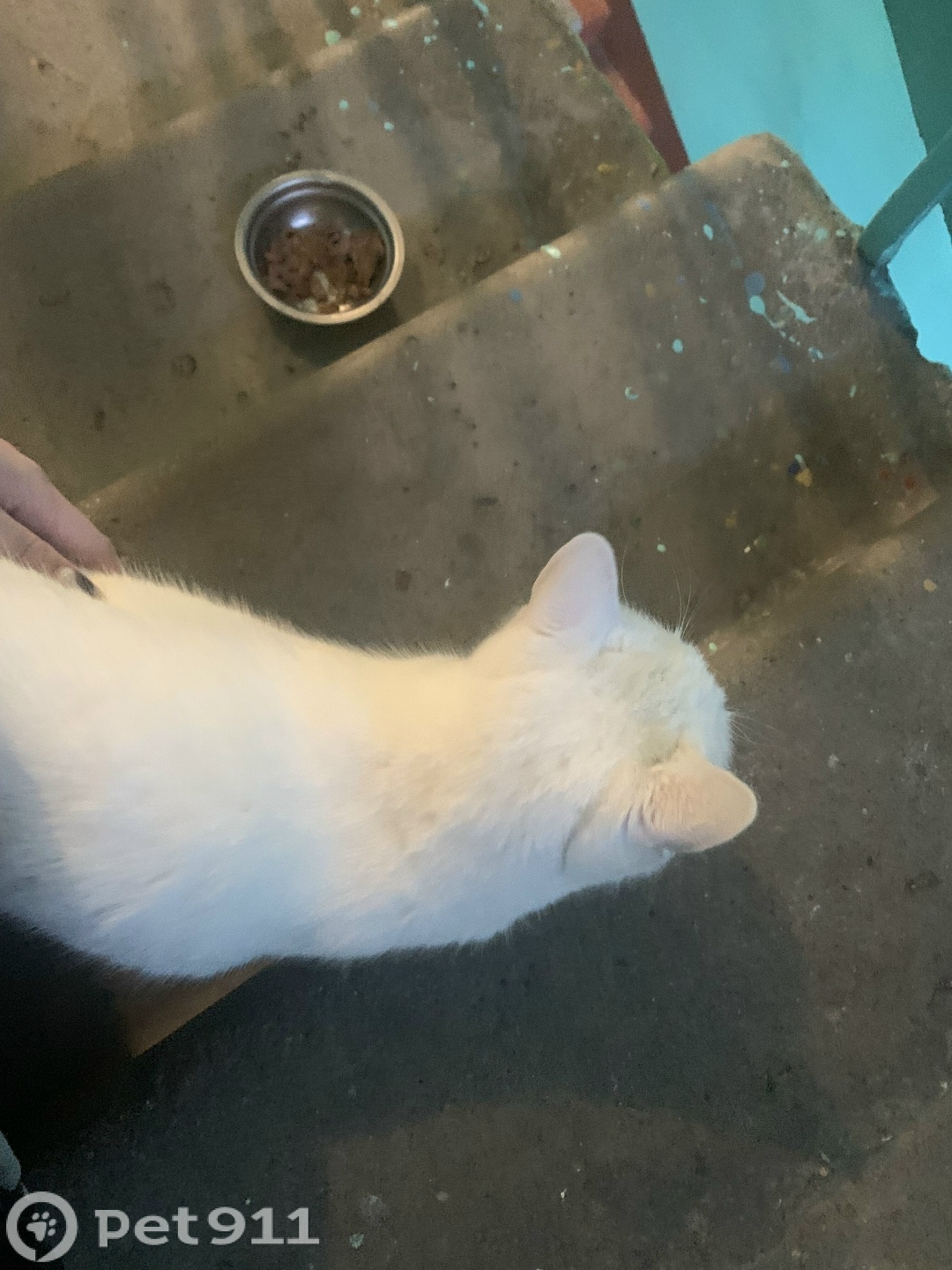 Найдена кошка в Мурманске — фото объявления