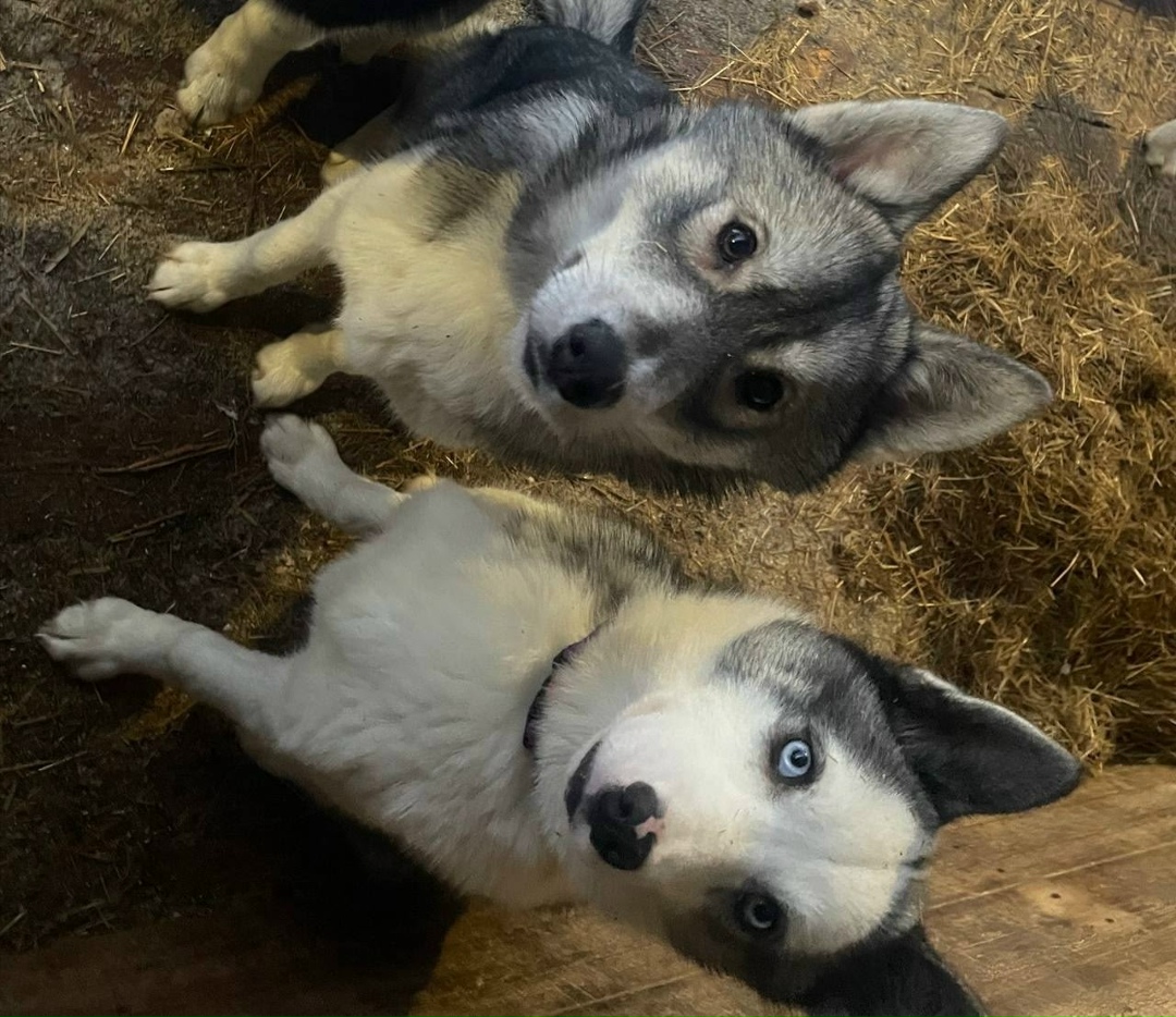 Пропала собака в Мурманске — фото объявления