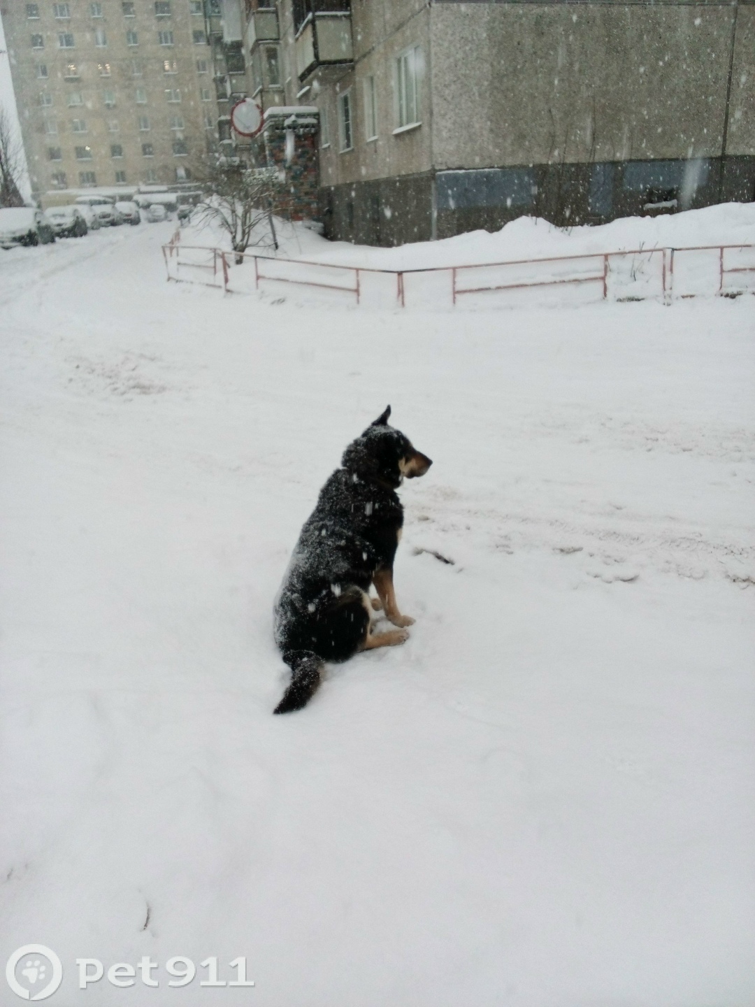 Пропала собака в Мурманске — фото объявления