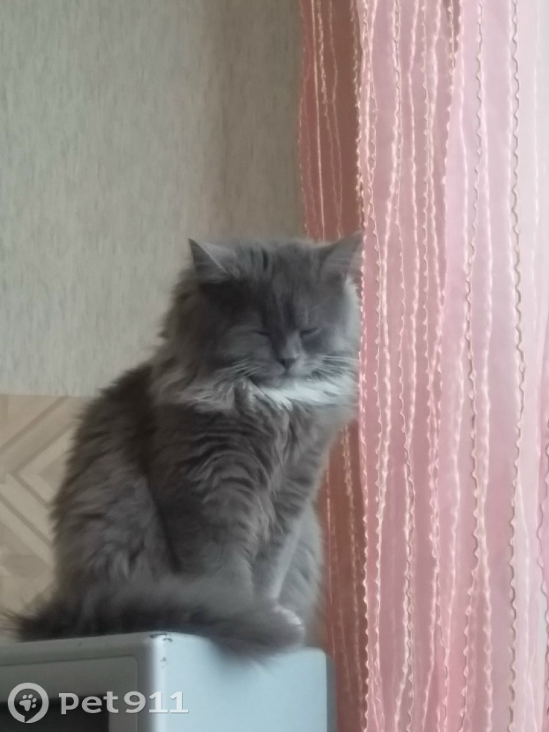 Пропала кошка в Мурманске — фото объявления