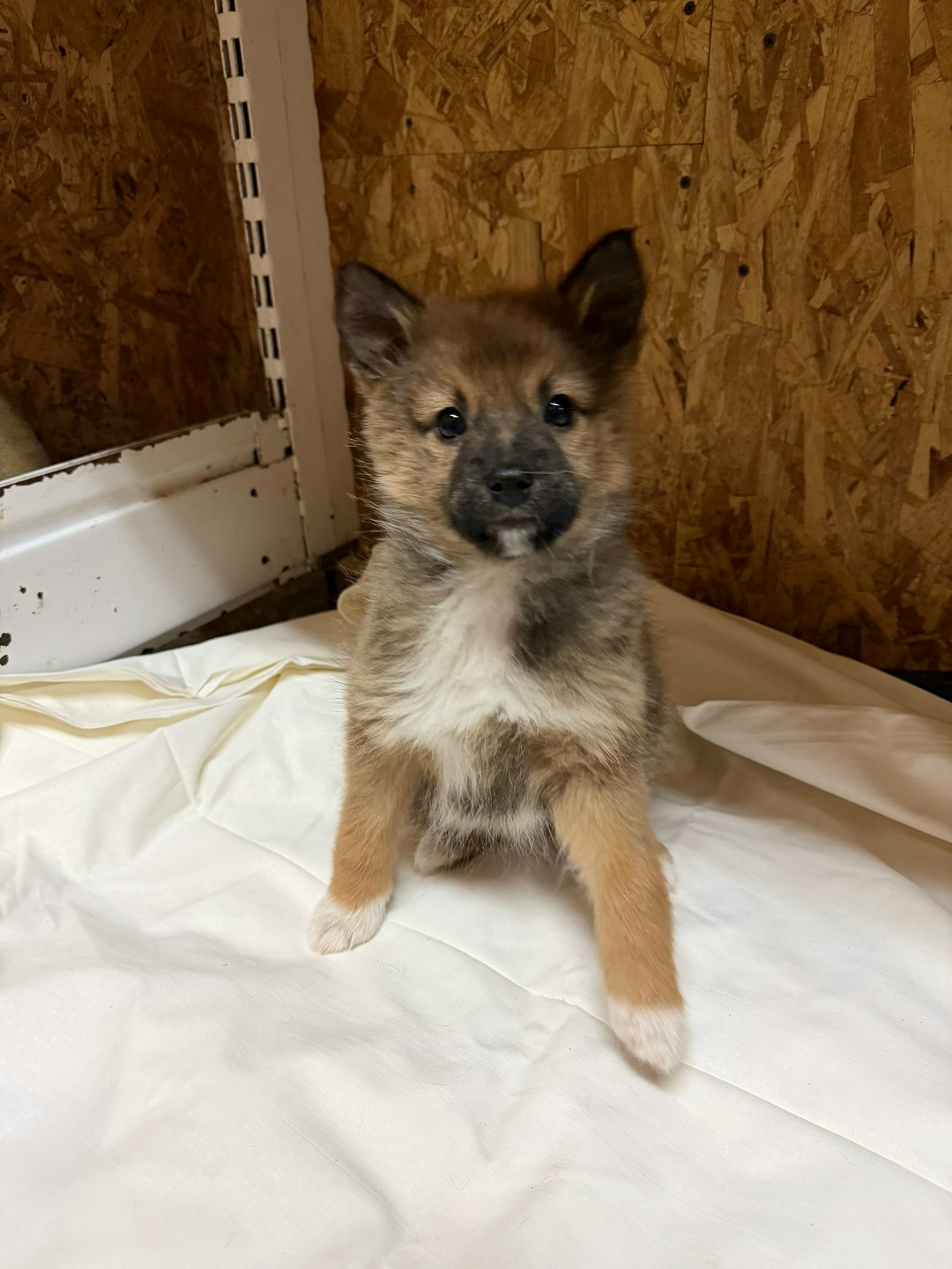 Найдена собака в Мурманске — фото объявления