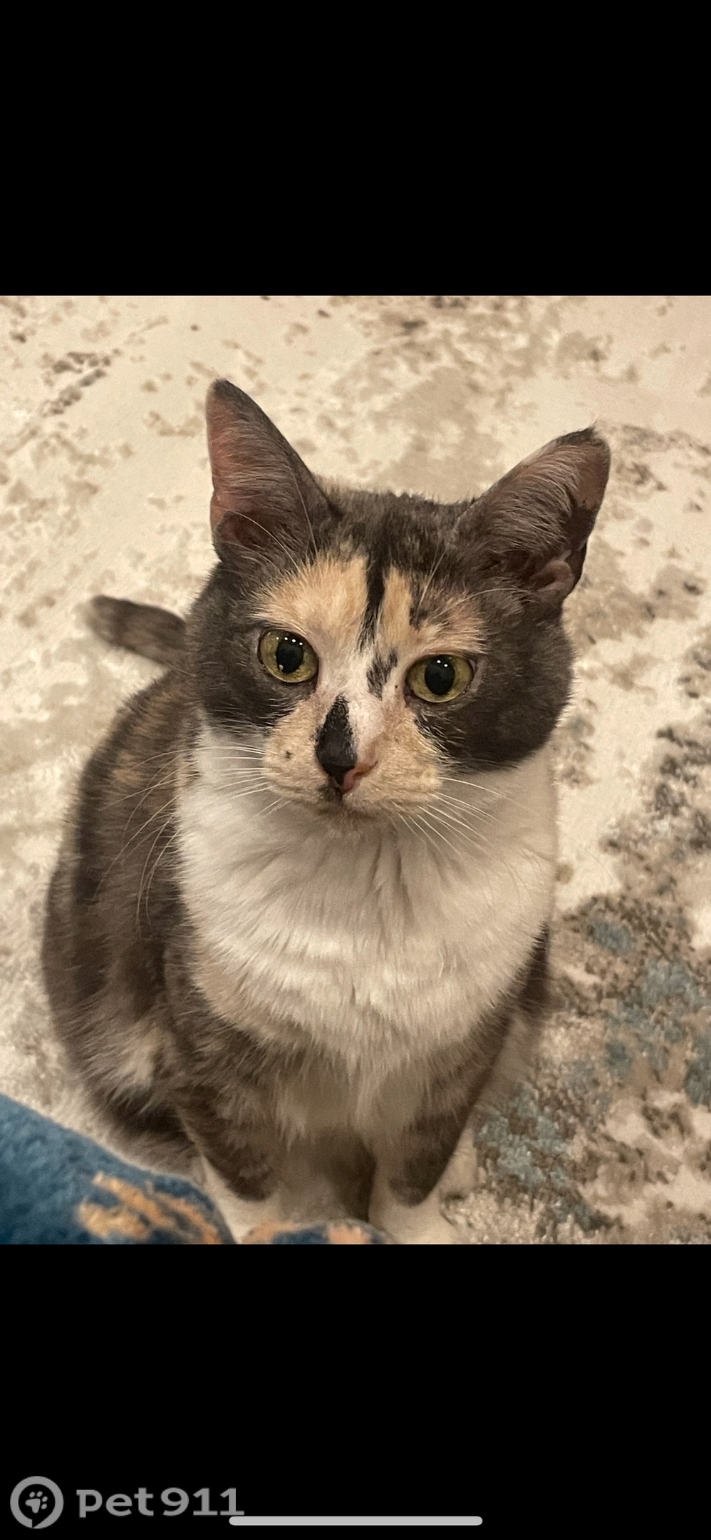 Пропала кошка в Мурманске — фото объявления