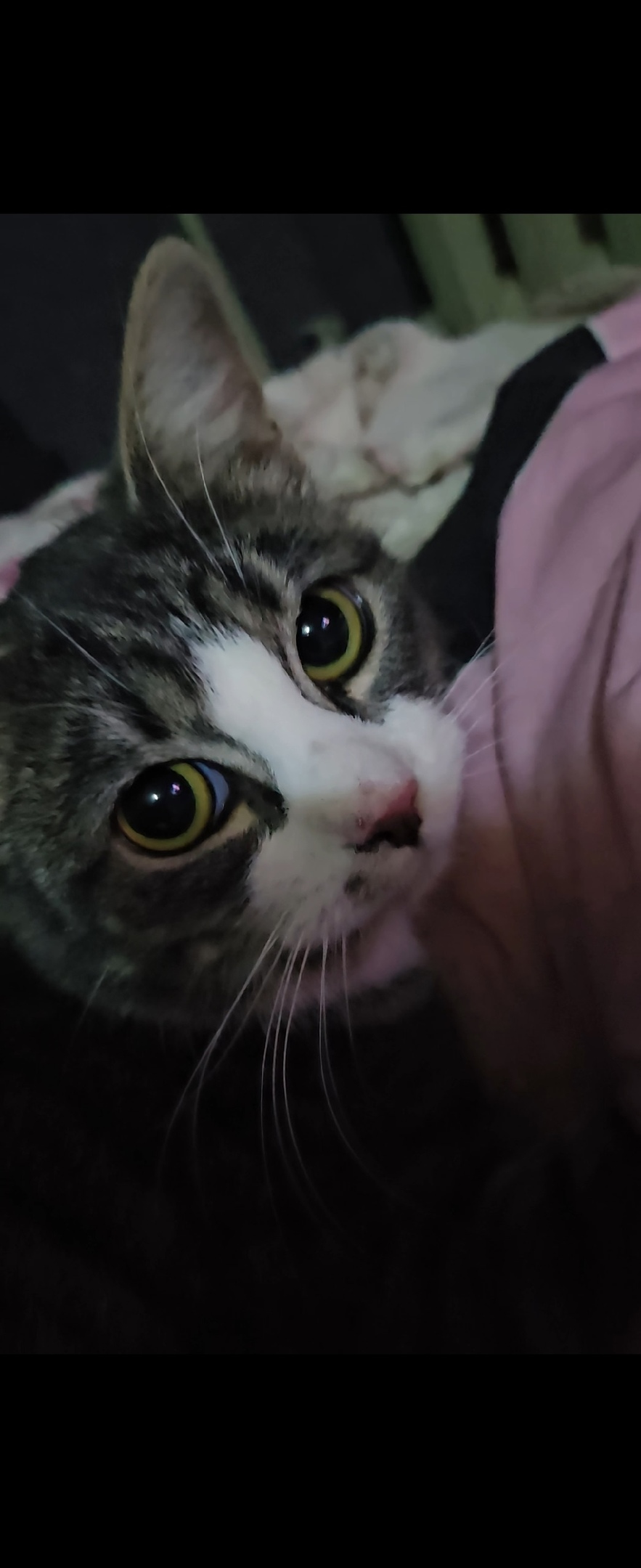 Найдена кошка в Мурманске — фото объявления