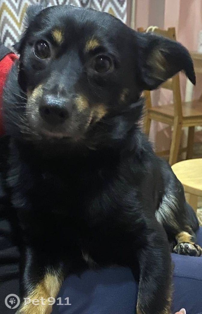 Найдена собака в Мурманске — фото объявления