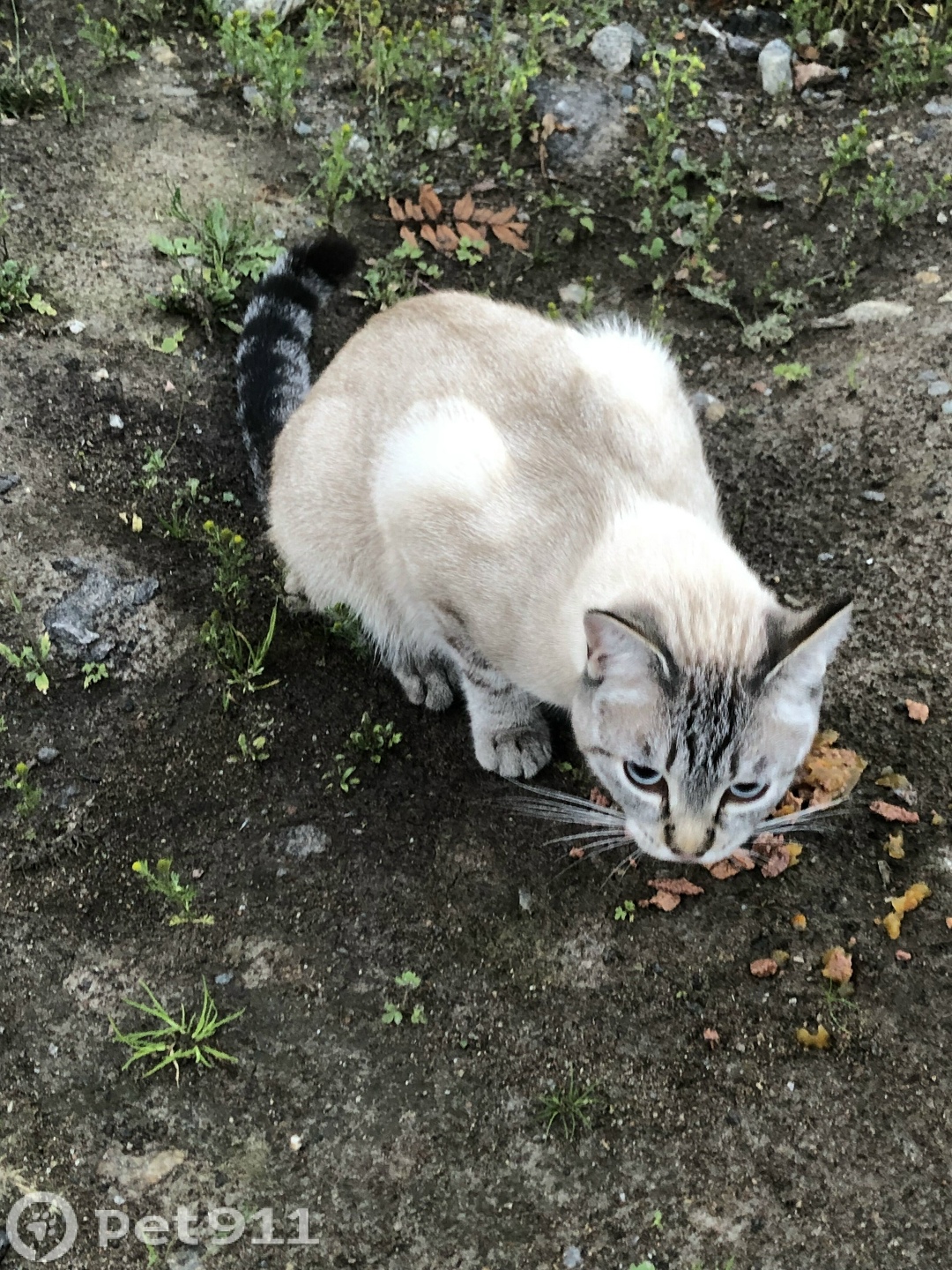 Найдена кошка в Мурманске — фото объявления