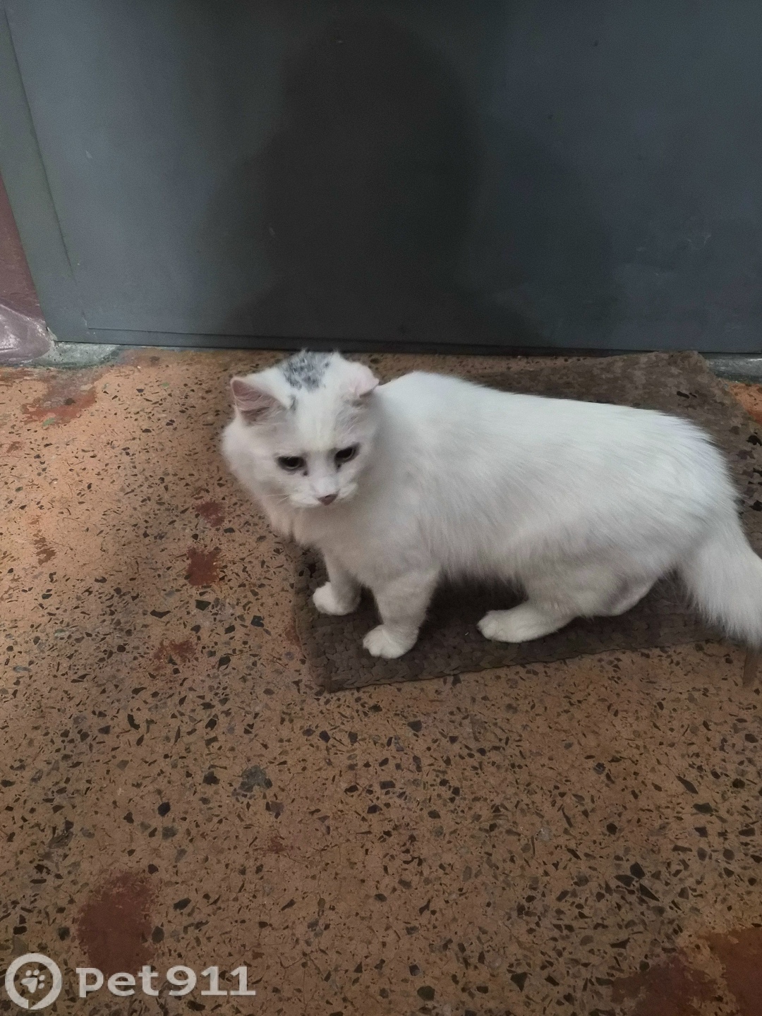 Найдена кошка в Мурманске — фото объявления