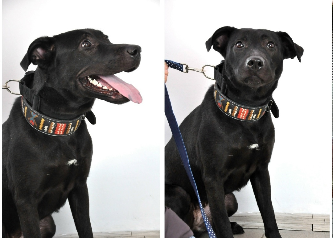 Найдена собака в Мурманске — фото объявления