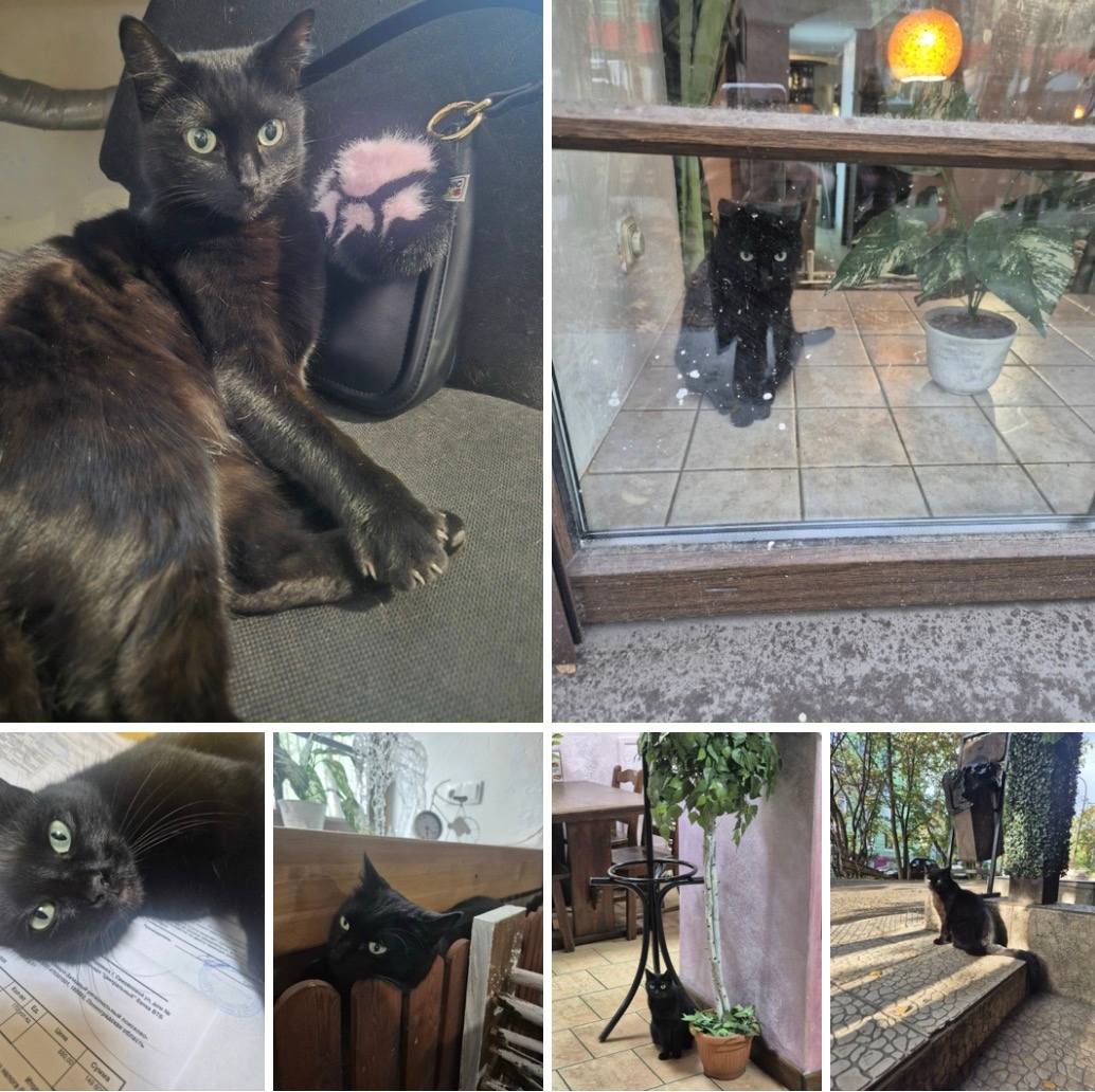 Пропала кошка в Мурманске — фото объявления