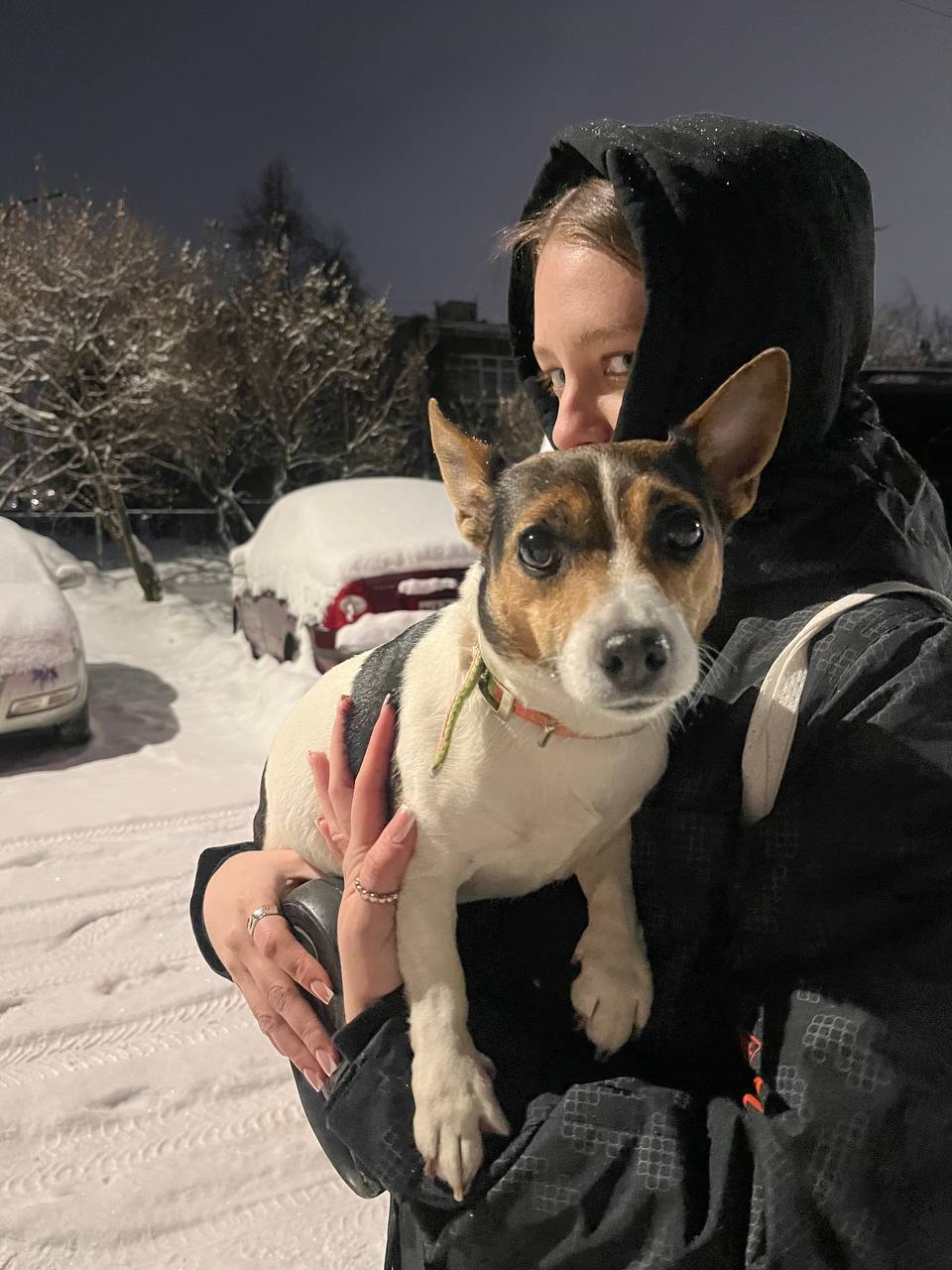 Найдена собака в Мурманске — фото объявления