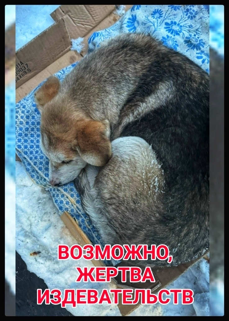 Найдена собака в Мурманске — фото объявления