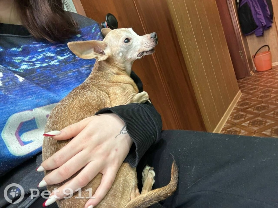 Пропала собака в Мурманске — фото объявления