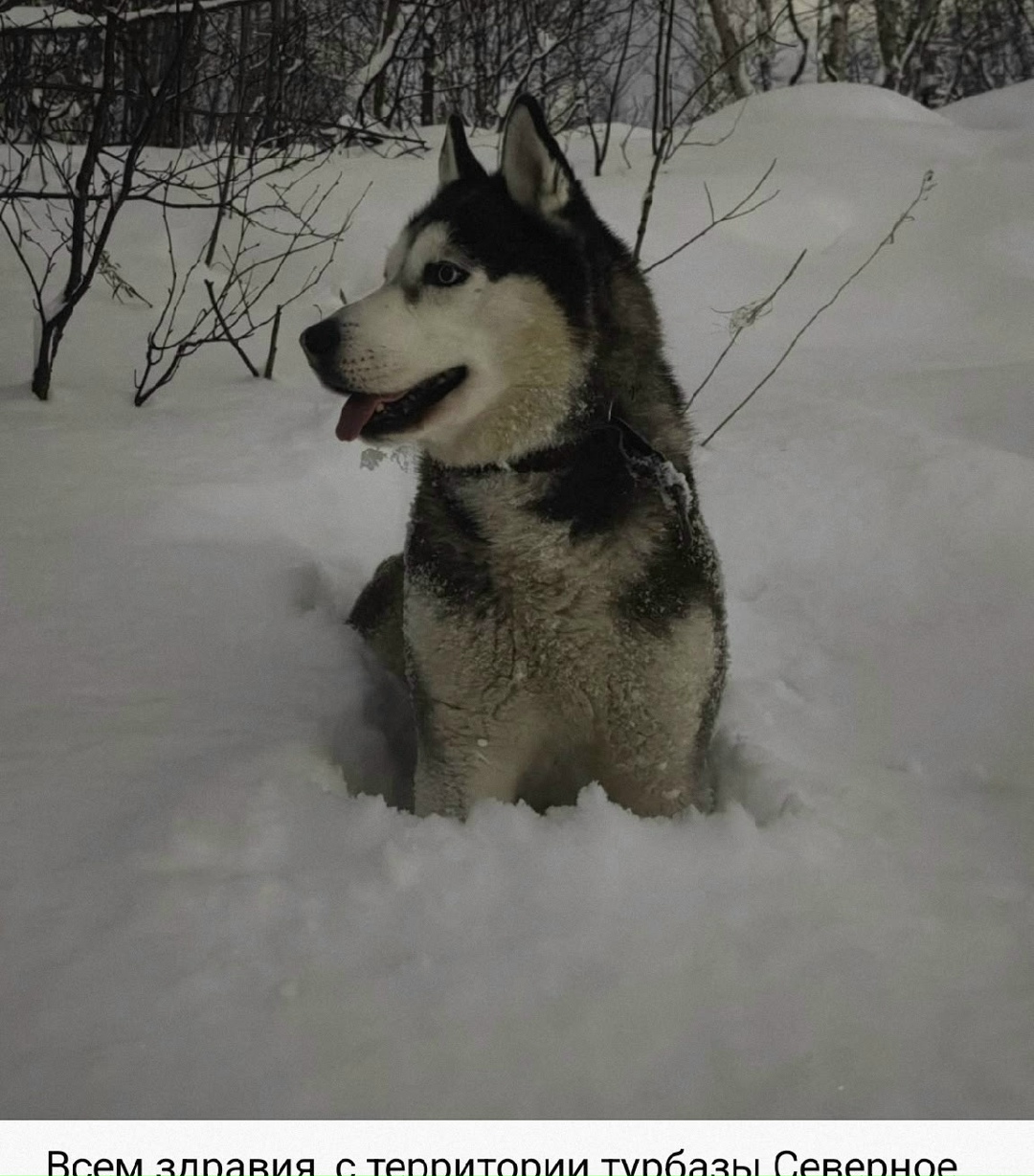 Пропала собака в Мурманске — фото объявления