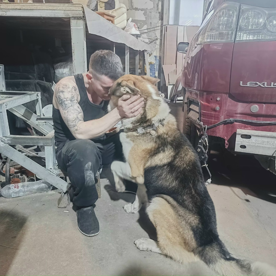 Найдена собака в Мурманске — фото объявления