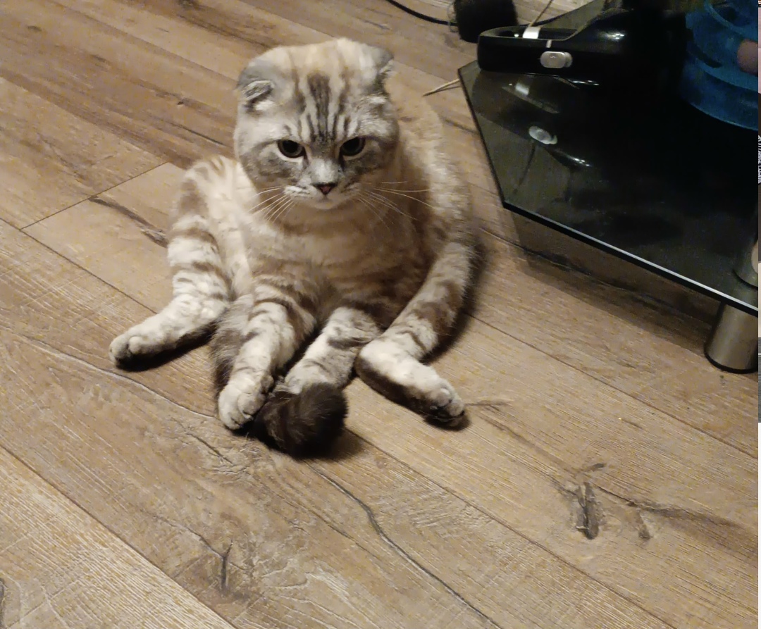 Найдена кошка в Мурманске — фото объявления