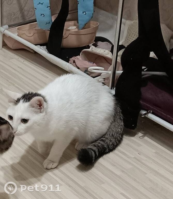 Пропала кошка в Мурманске — фото объявления