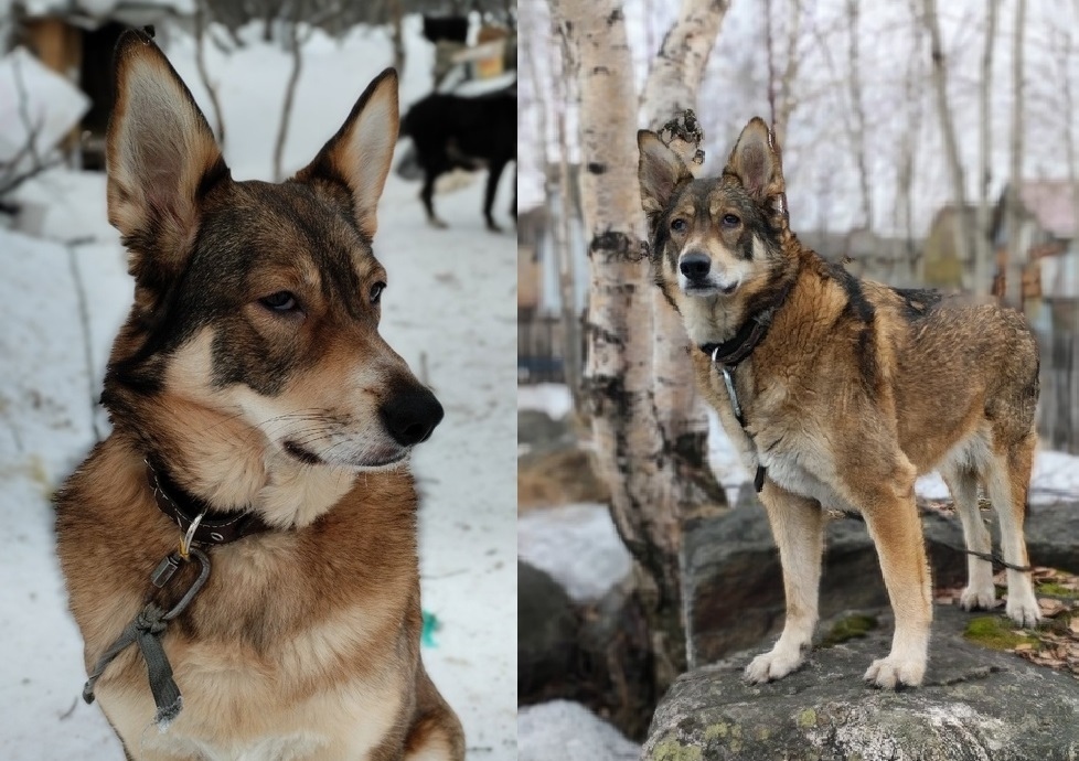Найдена собака в Мурманске — фото объявления