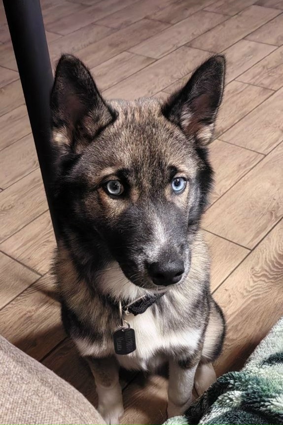 Пропала собака в Мурманске — фото объявления