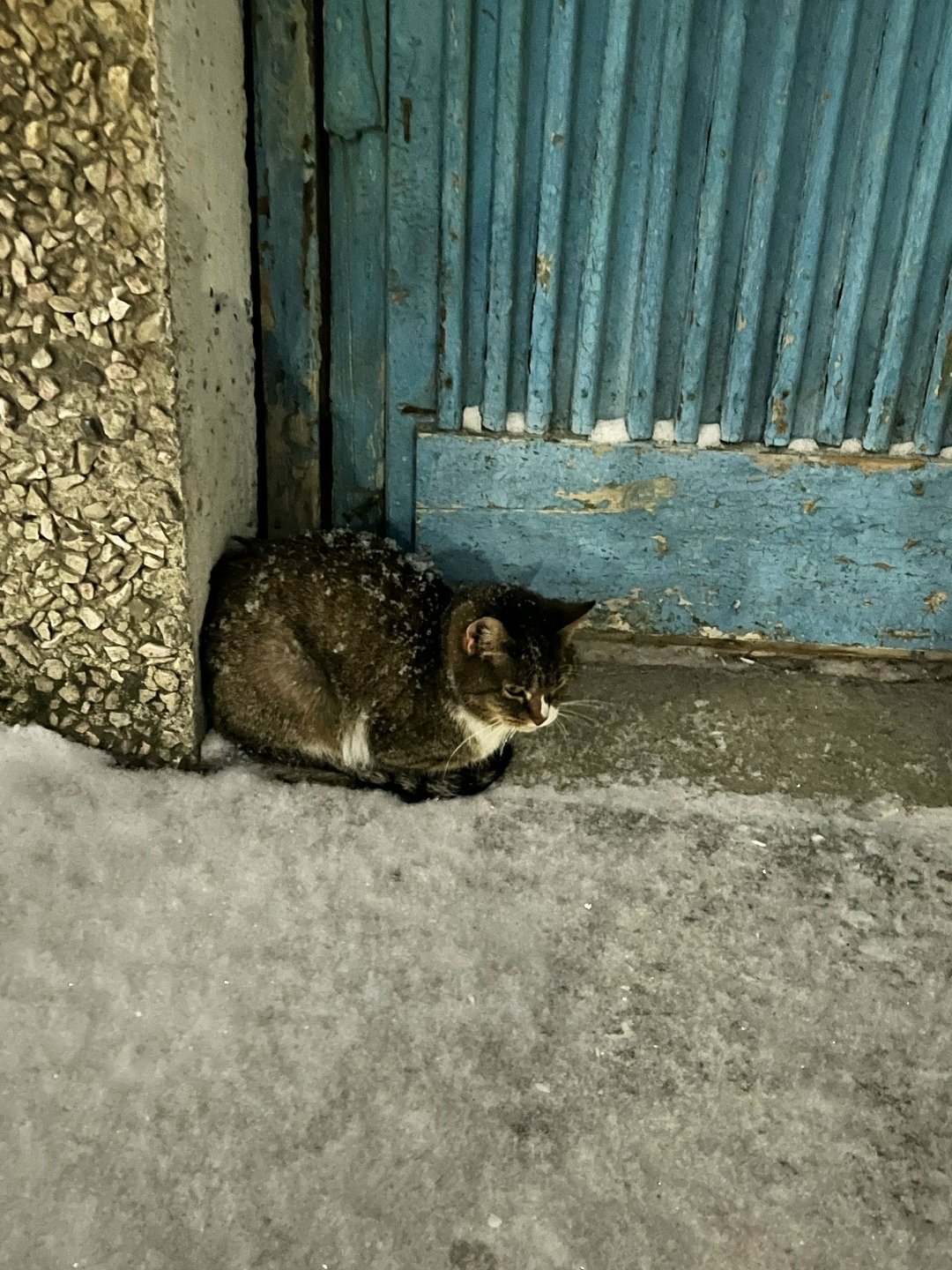 Найдена кошка в Мурманске — фото объявления