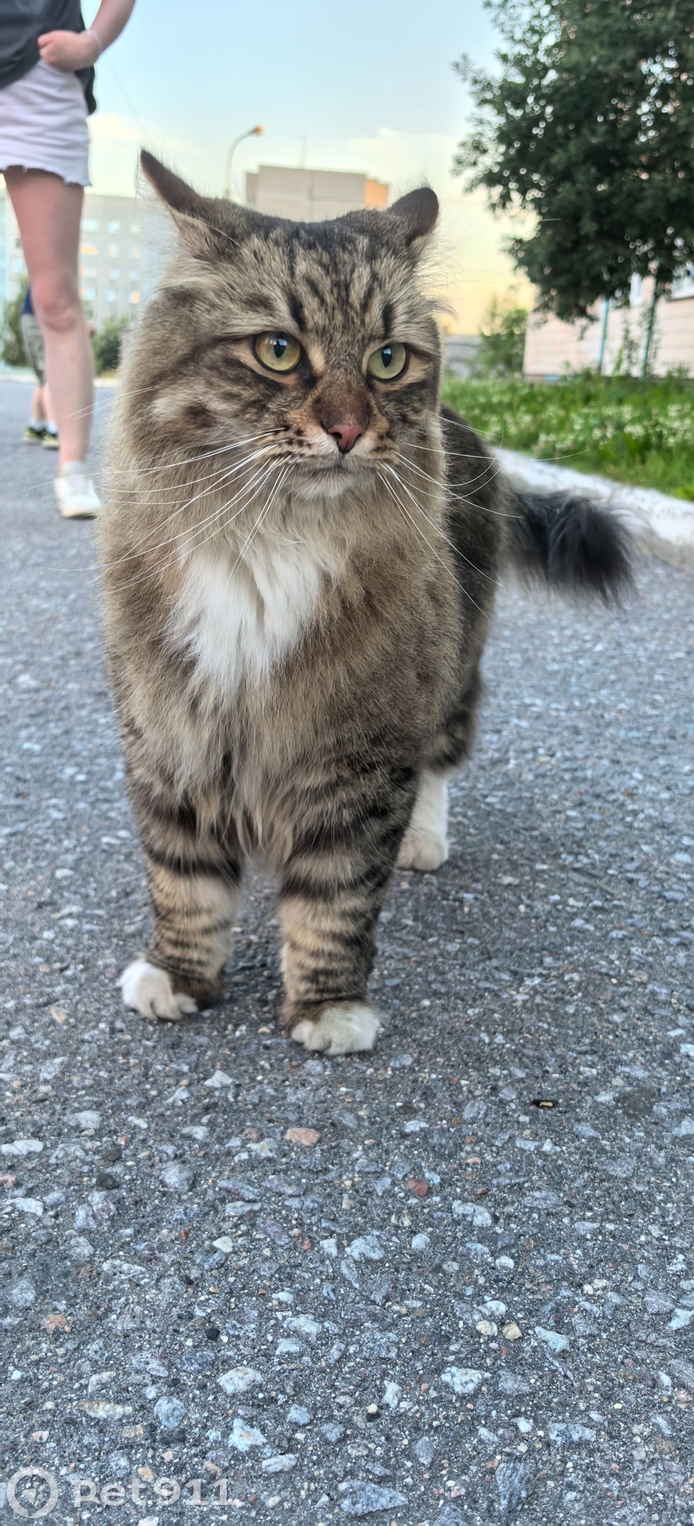 Найдена кошка в Мурманске — фото объявления