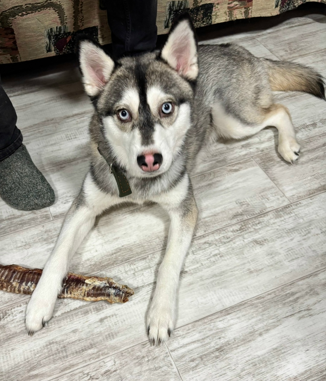 Найдена собака в Мурманске — фото объявления