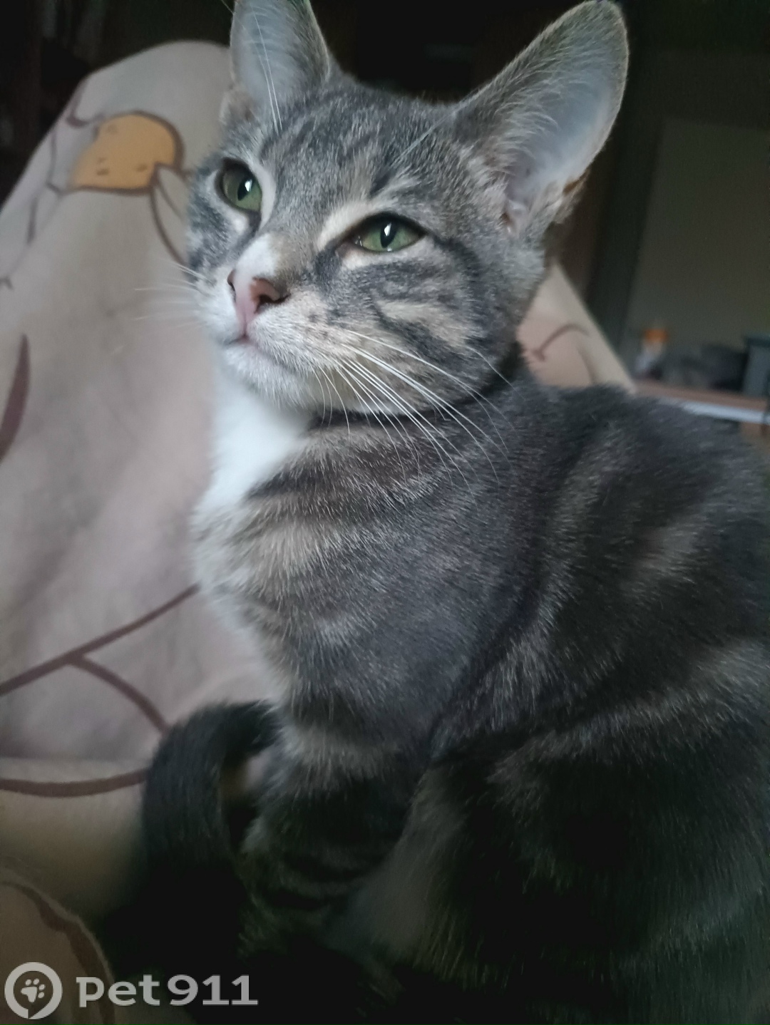 Пропала кошка в Мурманске — фото объявления