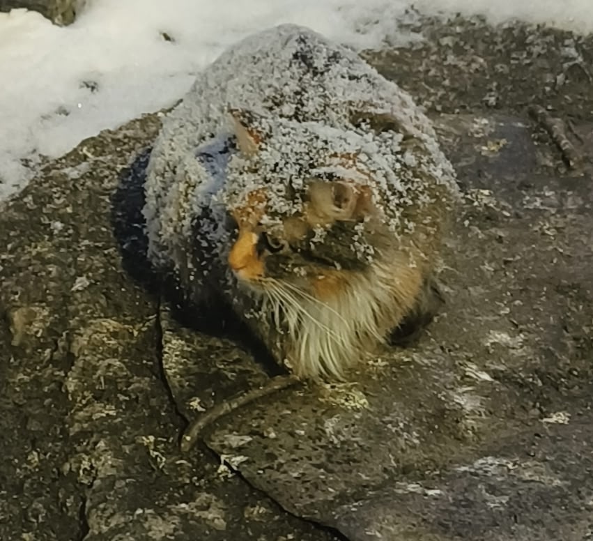 Найдена кошка в Мурманске — фото объявления