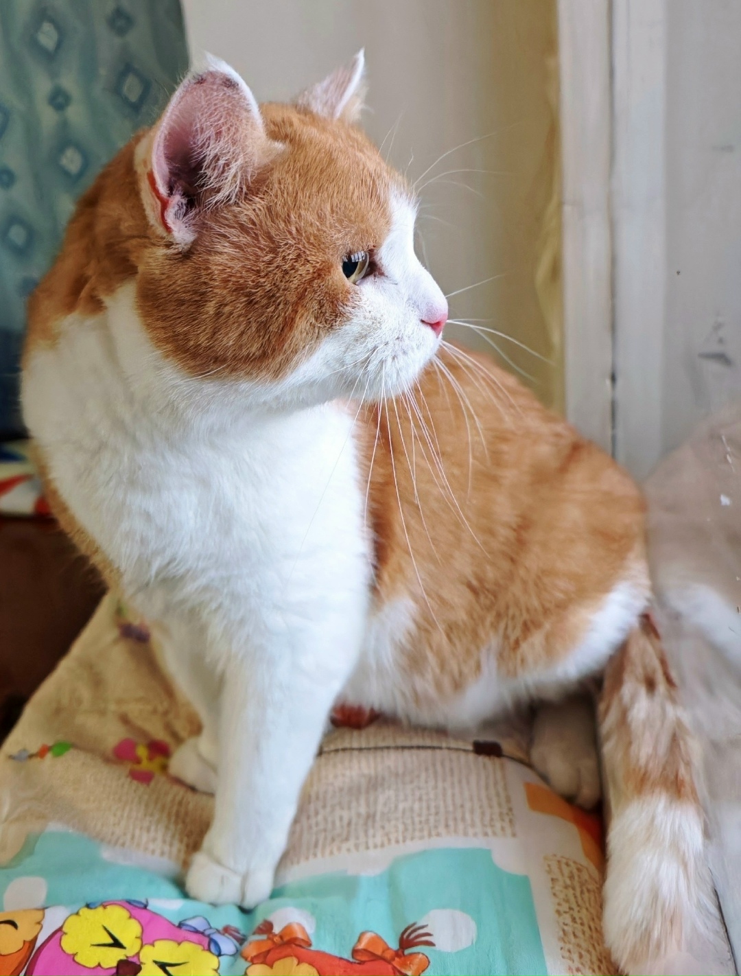 Пропала кошка в Мурманске — фото объявления