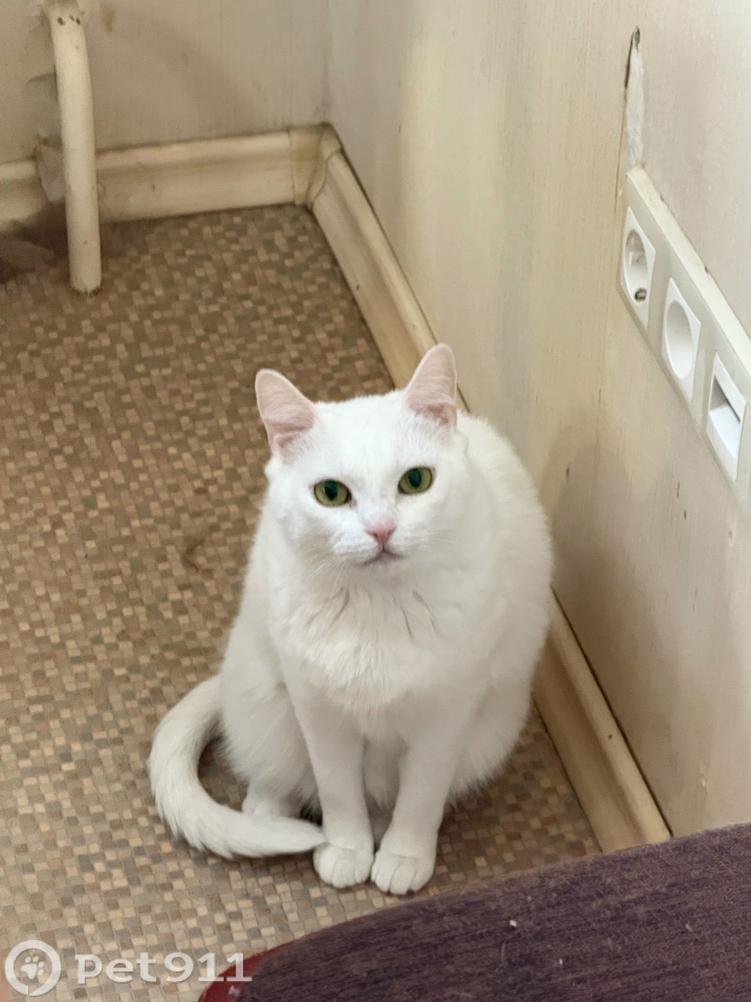 Пропала кошка в Мурманске — фото объявления