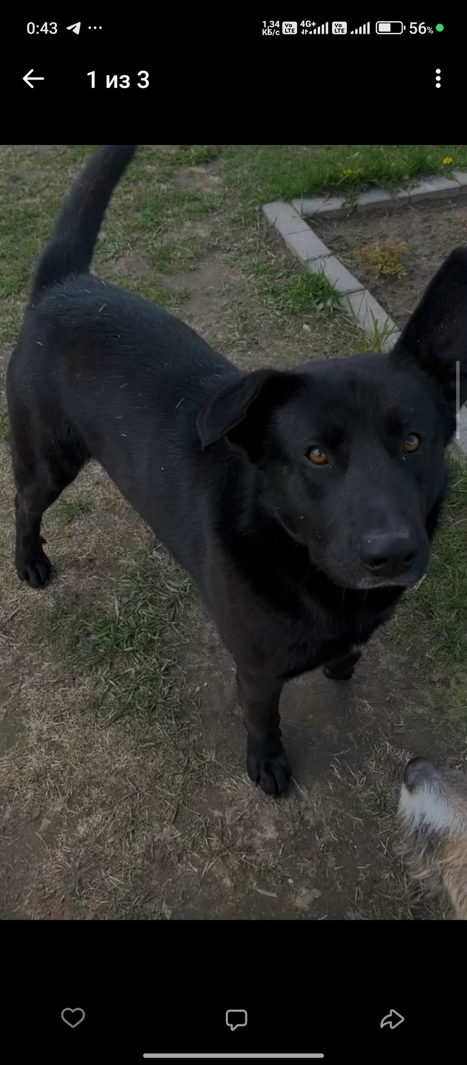 Пропала собака в Мурманске — фото объявления