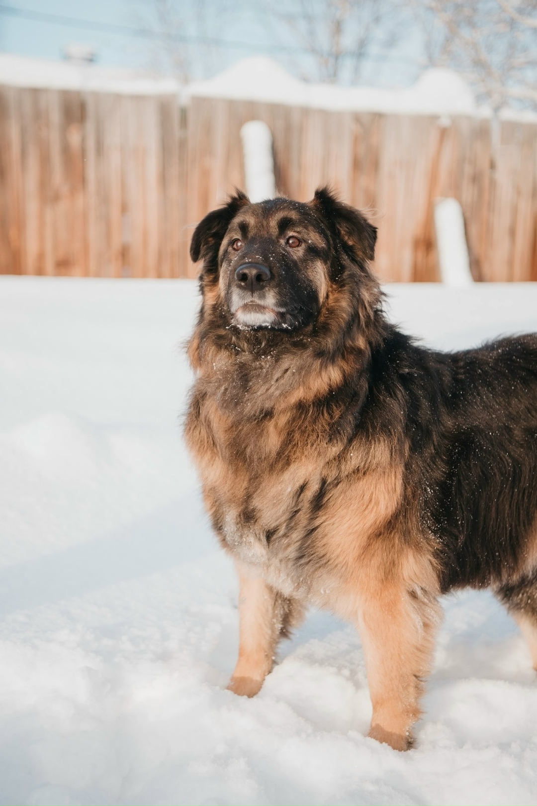 Найдена собака в Мурманске — фото объявления