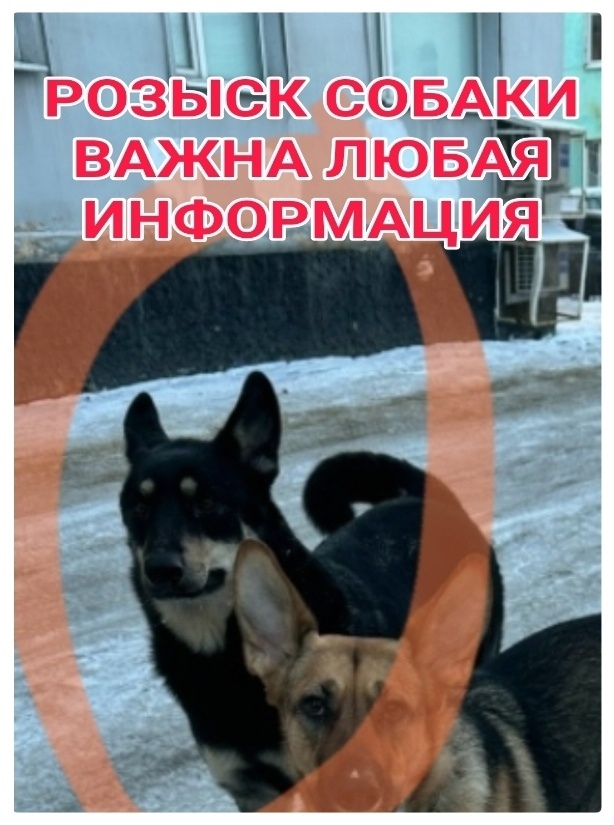 Пропала собака в Мурманске — фото объявления