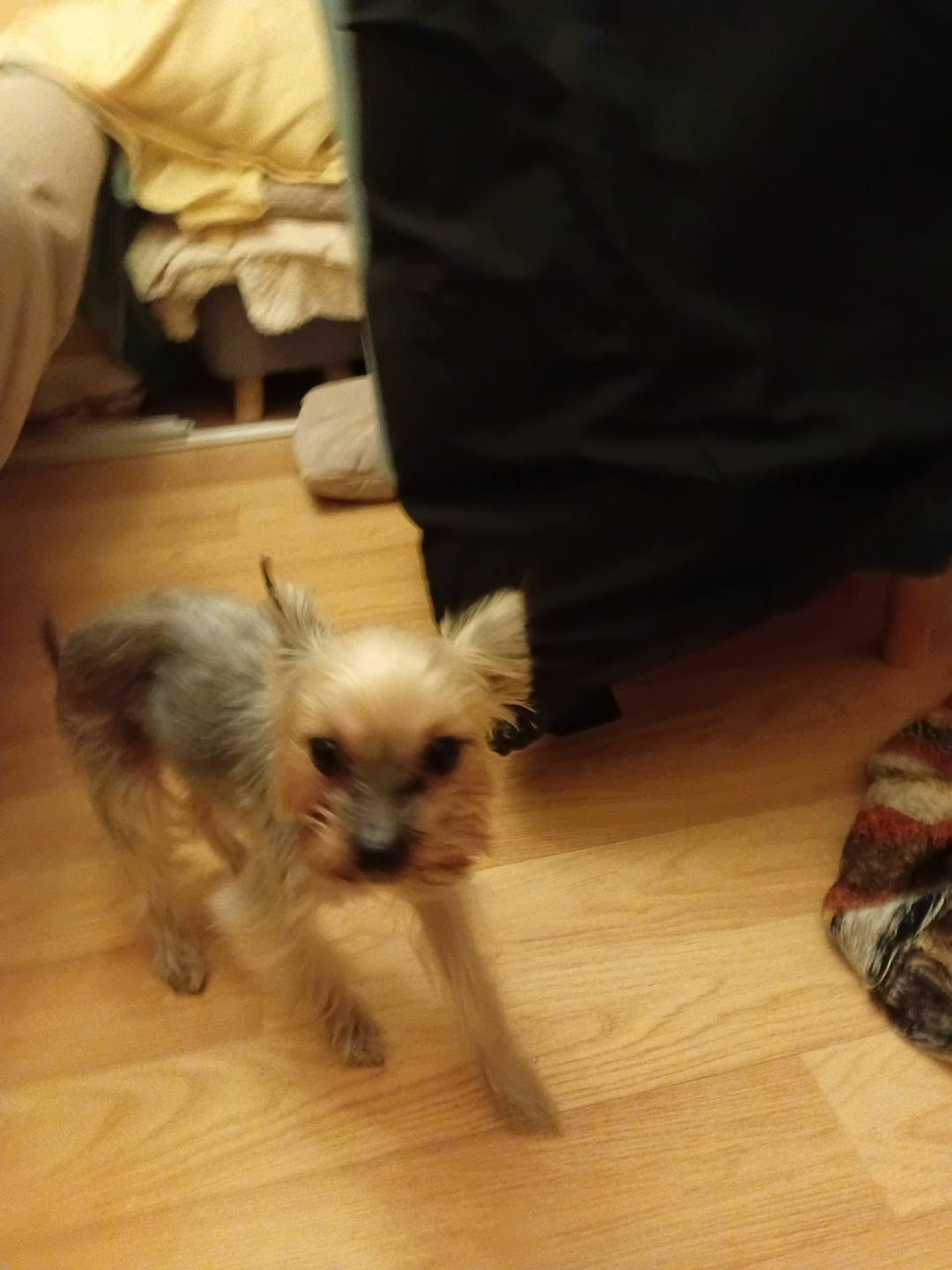 Найдена собака в Мурманске — фото объявления