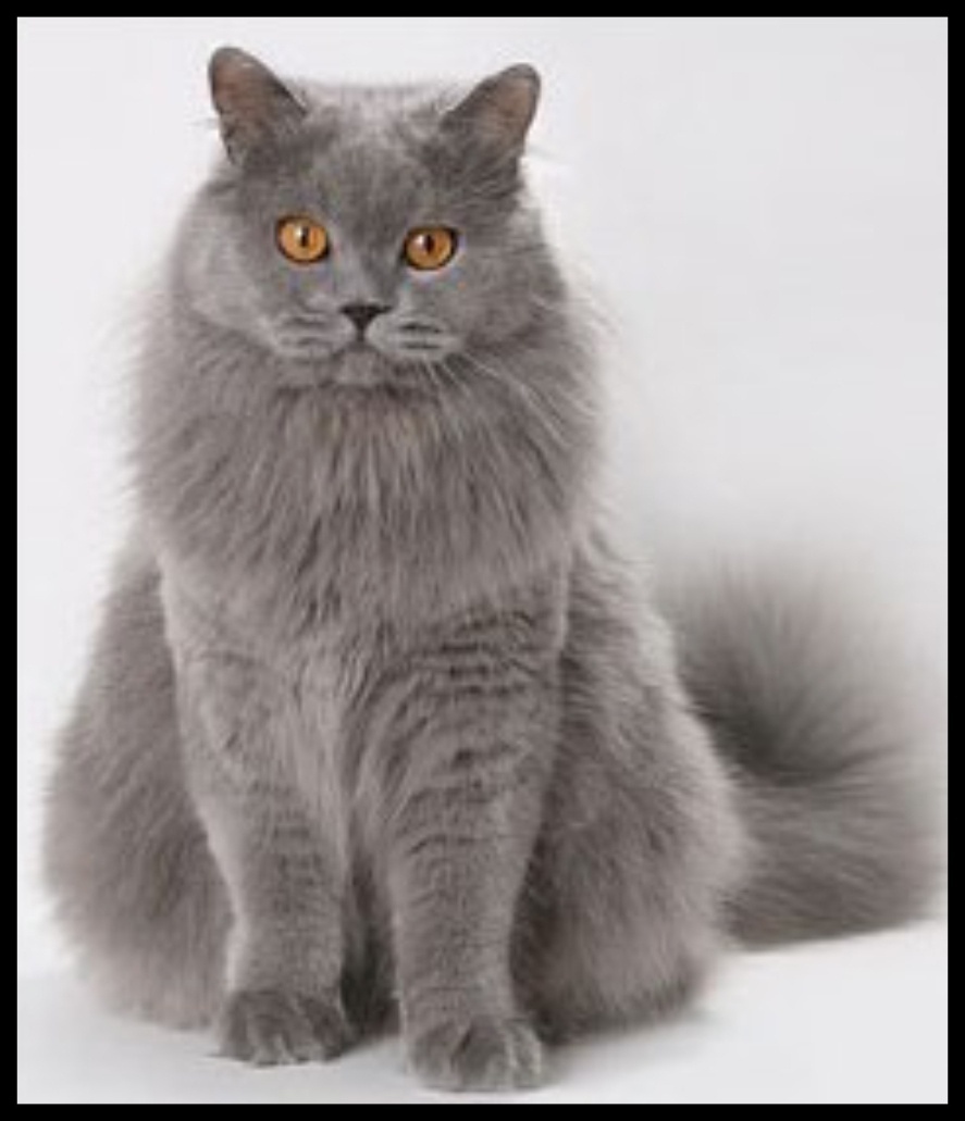 Пропала кошка в Мурманске — фото объявления