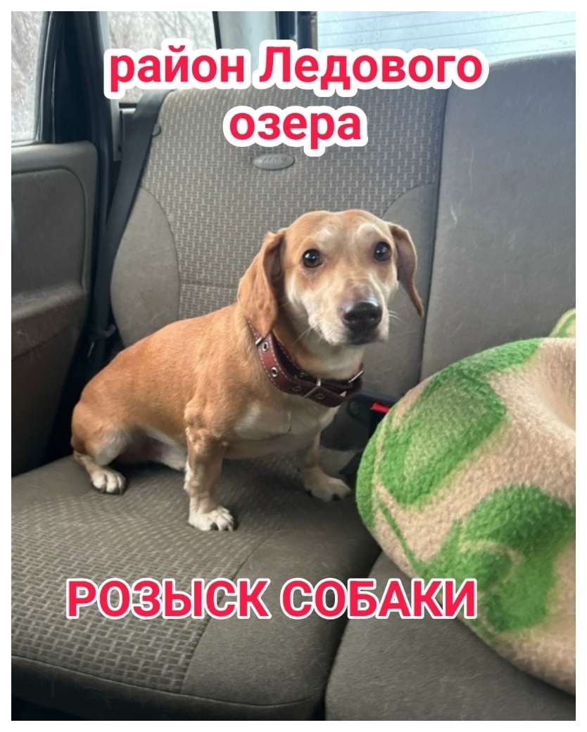 Пропала собака в Мурманске — фото объявления