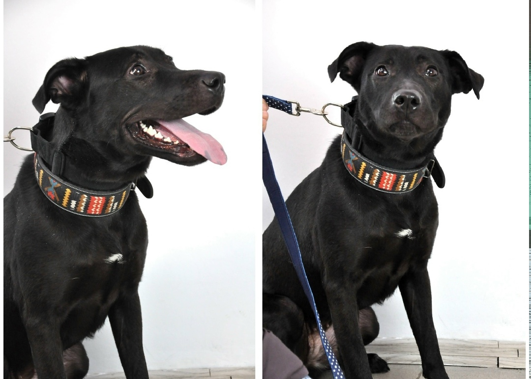 Найдена собака в Мурманске — фото объявления