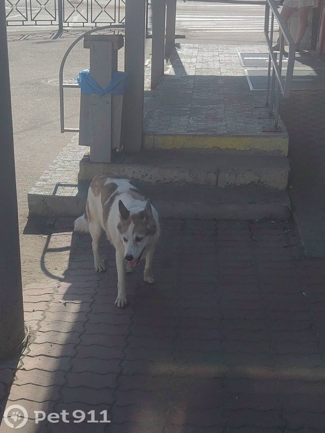 Найдена собака в Мурманске — фото объявления