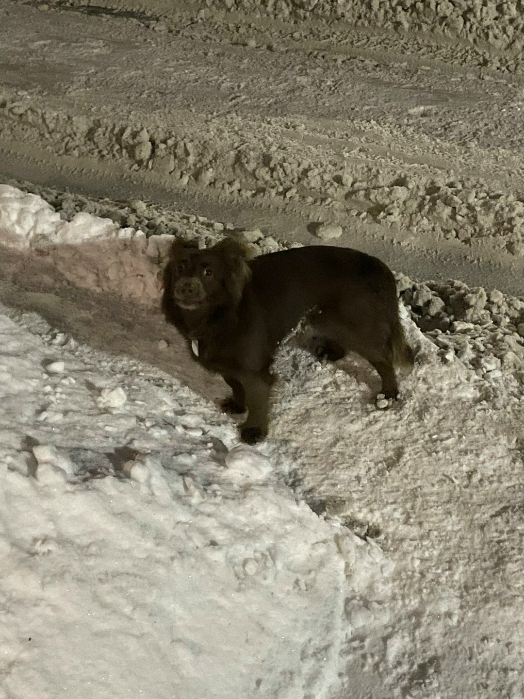 Пропала собака в Мурманске — фото объявления