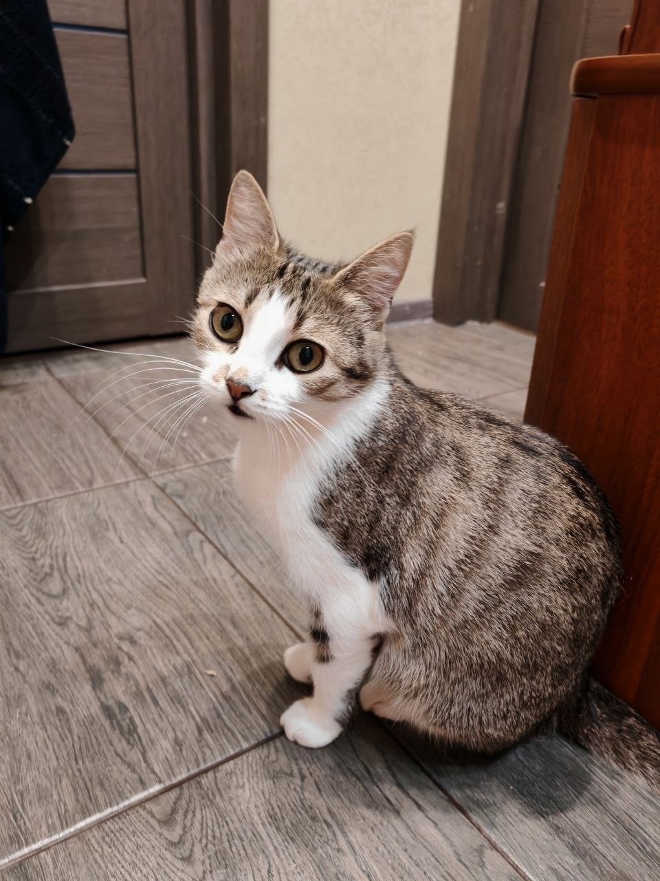 Найдена собака в Мурманске — фото объявления