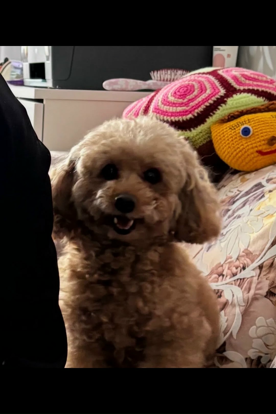 Пропала собака в Мурманске — фото объявления