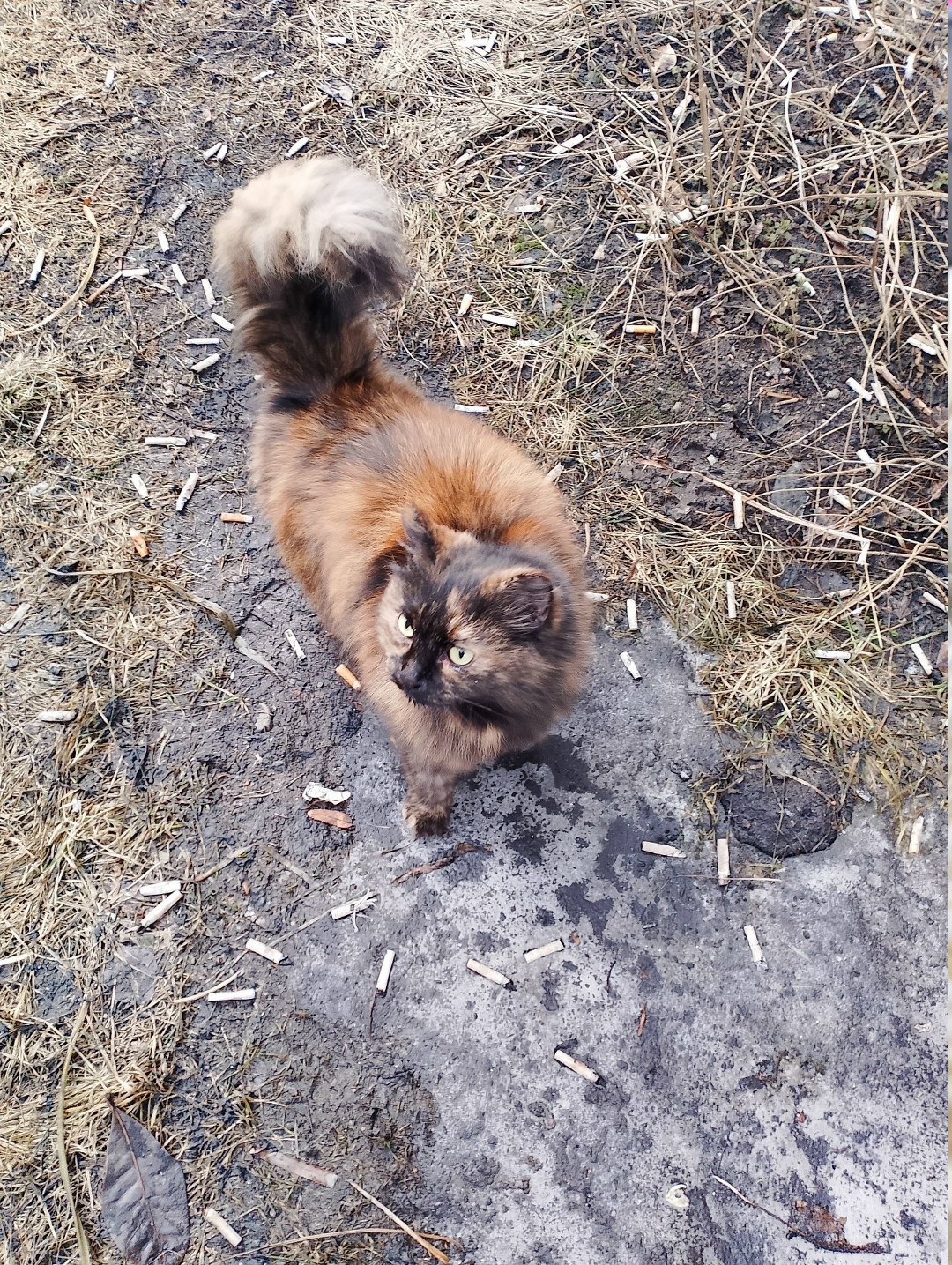 Найдена кошка в Мурманске — фото объявления