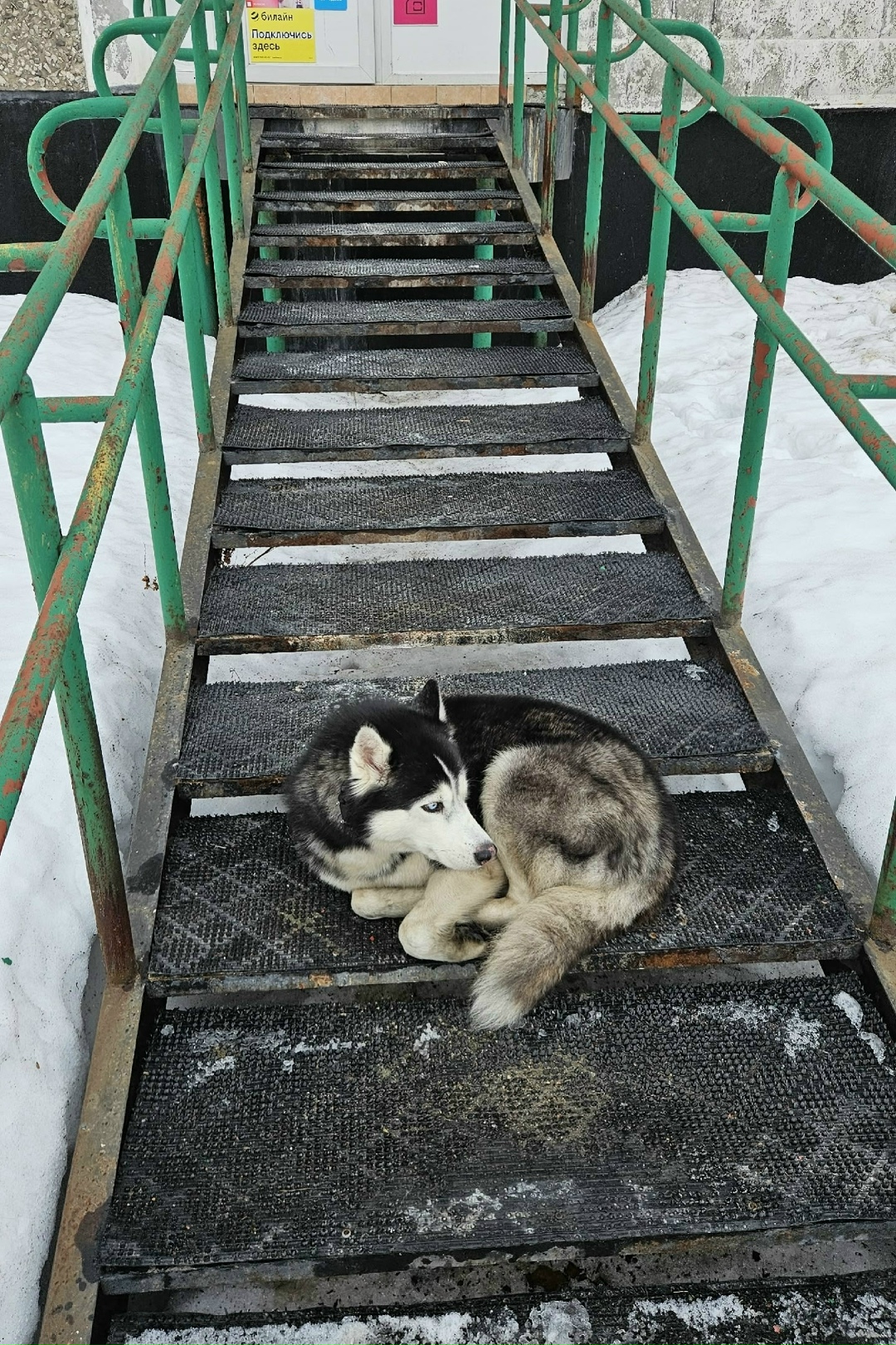 Найдена собака в Мурманске — фото объявления