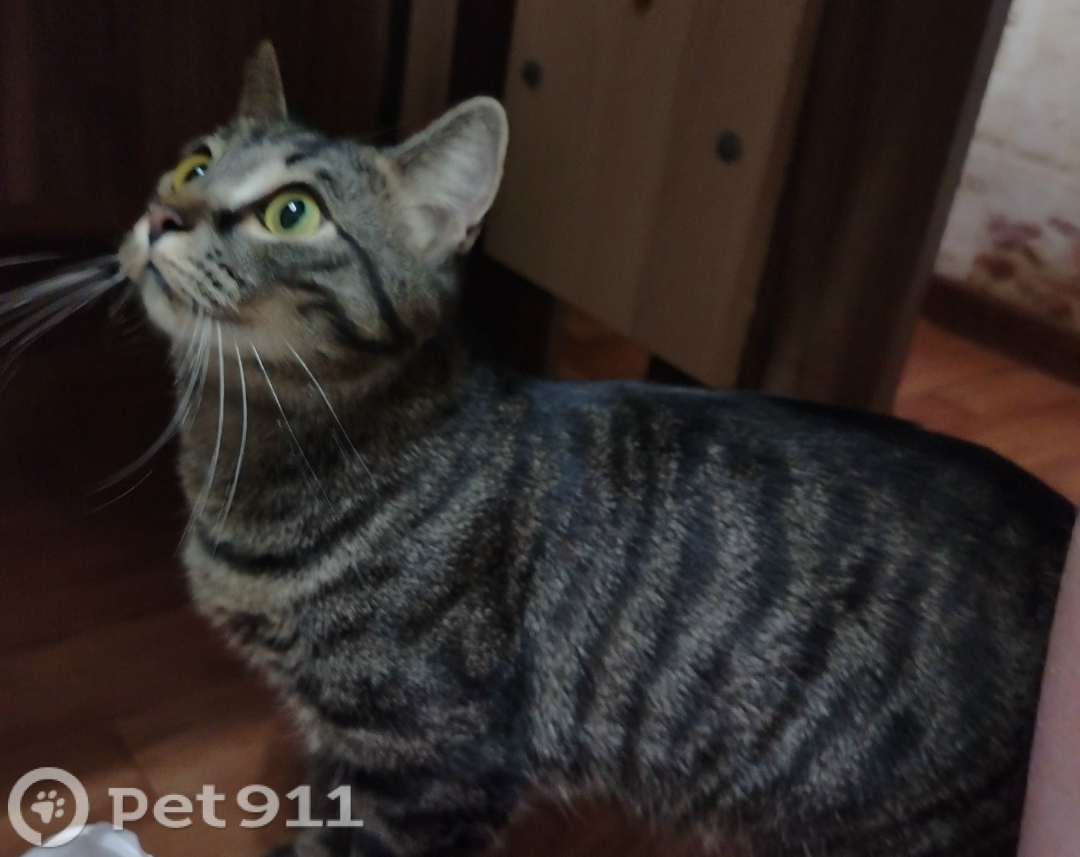 Пропала кошка в Мурманске — фото объявления