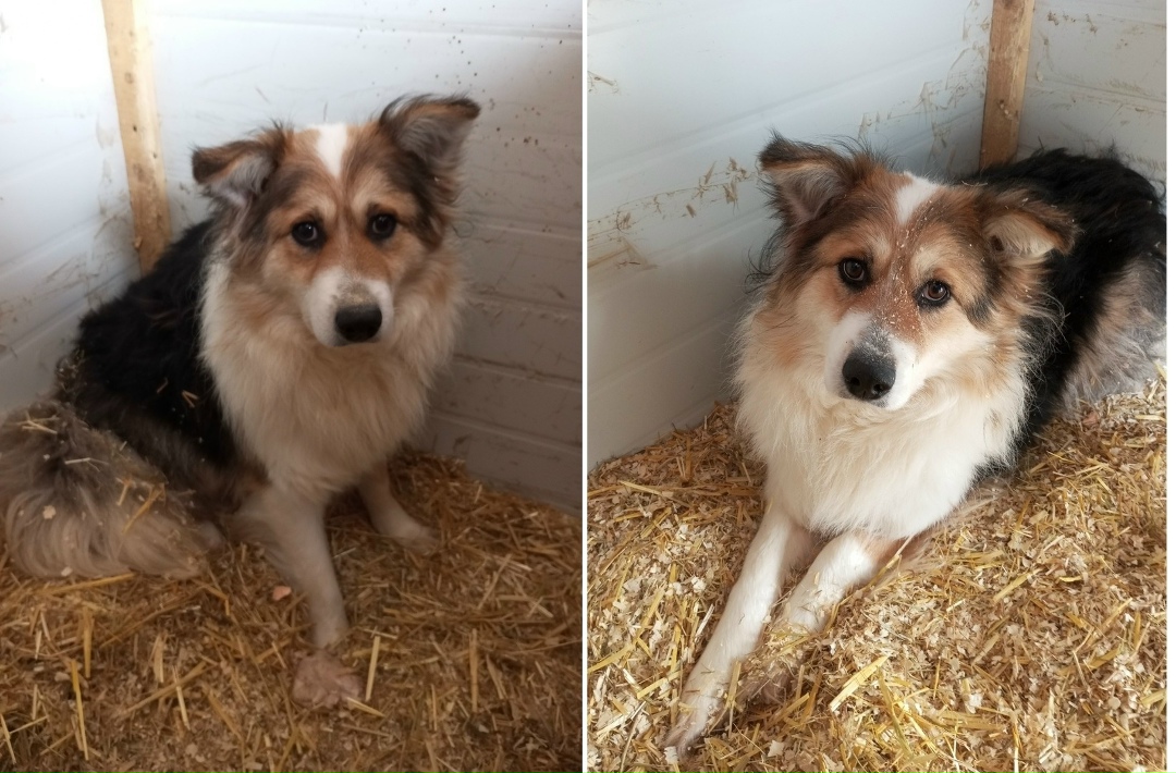 Найдена собака в Мурманске — фото объявления